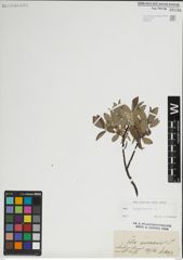Foto von Salix lapponum L.